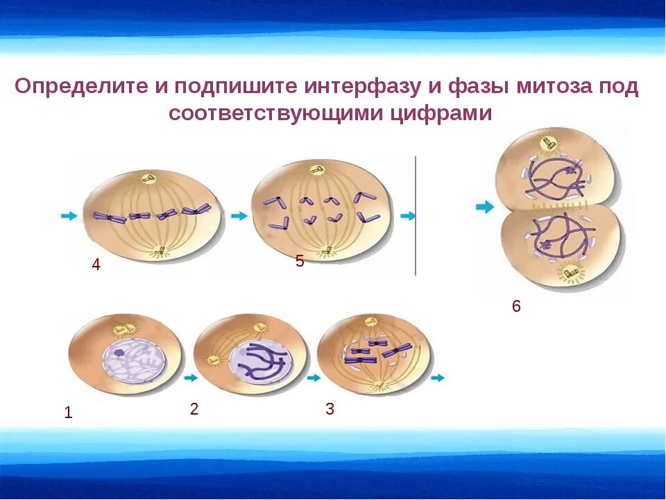 Деление клетки задачи