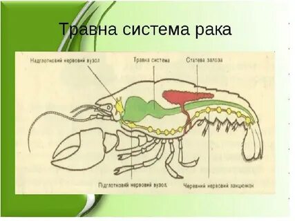 Членистоногие пищеварительная система