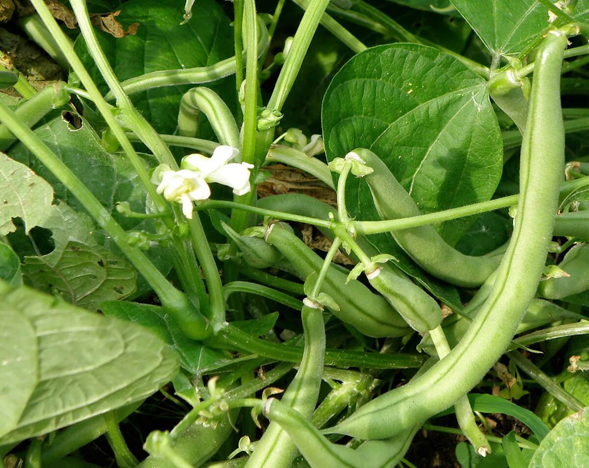 Маш бобы мунг. Бобы мунг растение. Бобы мунг стручковая фасоль. Чечевица мунг. Маш, или бобы́ мунг,.