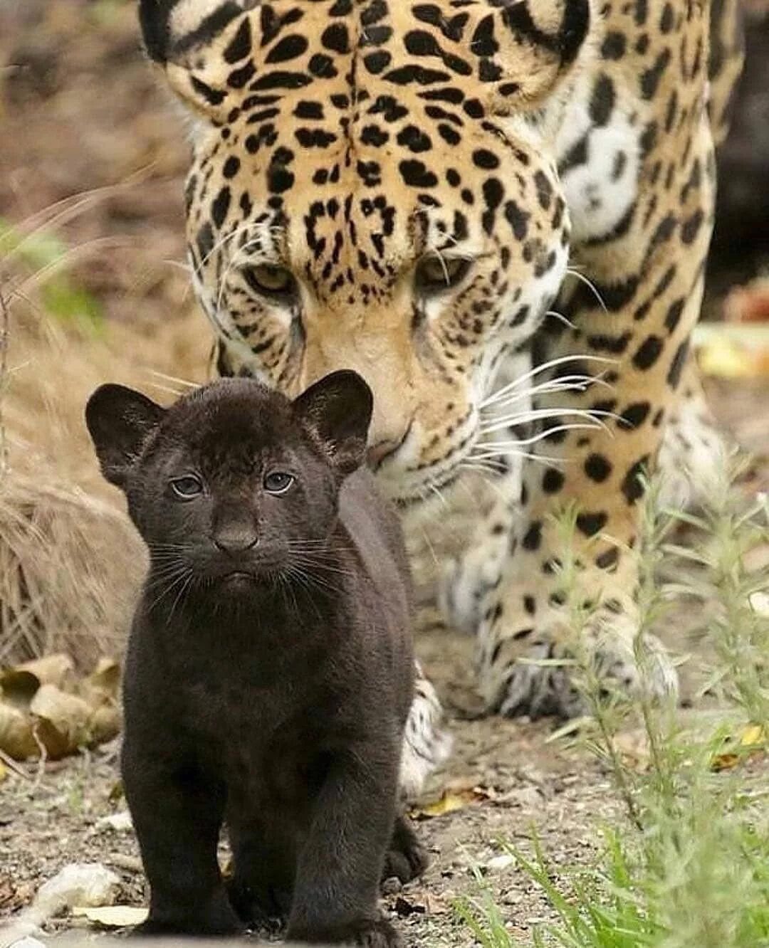 Семейство больших кошачьих. Дальневосточный леопард меланист. Гепард леопард Ягуар. Пантера Ягуар гепард. Гепард меланист.