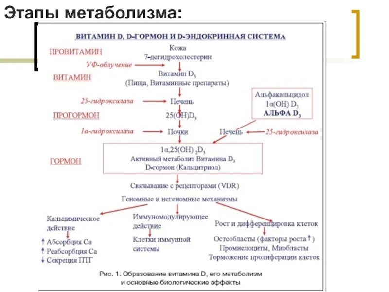 Препараты водорастворимых витаминов механизм действия. Механизм действия водорастворимых витаминов фармакология. Метаболизм витамина д3. Схема метаболизма витамина д3. Механизм действия витамина д3.
