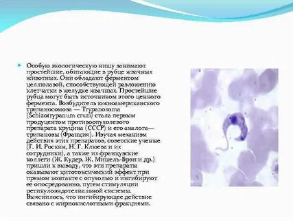 Какие функции выполняют микроорганизмы в рубце жвачных