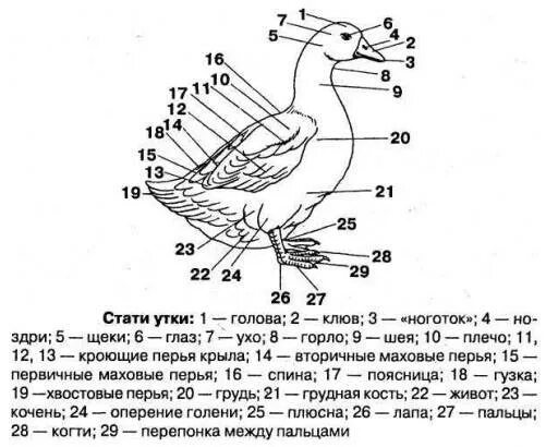 Гусеобразные птицы особенности строения