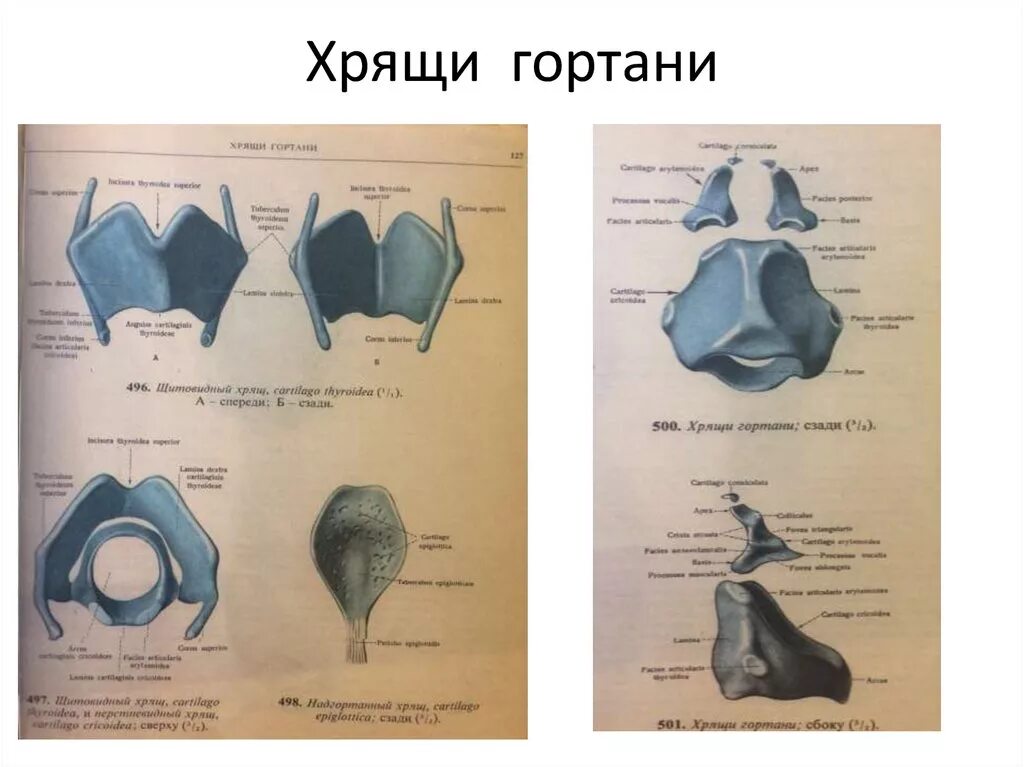 Укажите хрящи гортани. Клиновидный хрящи гортани анатомия. Черпаловидный хрящ анатомия. Хрящи гортани клиновидный парные. Клиновидный хрящ гортани анатомия человека.