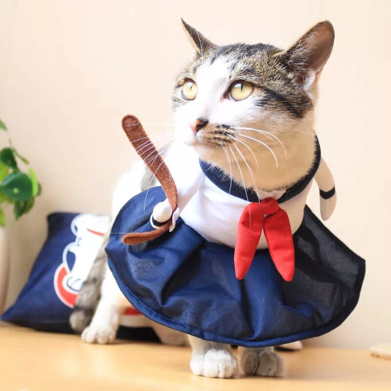 Кот в одежде. Костюм кошки. кот в костюме. костюмчики для котов. маскарадные костюмы для котов.