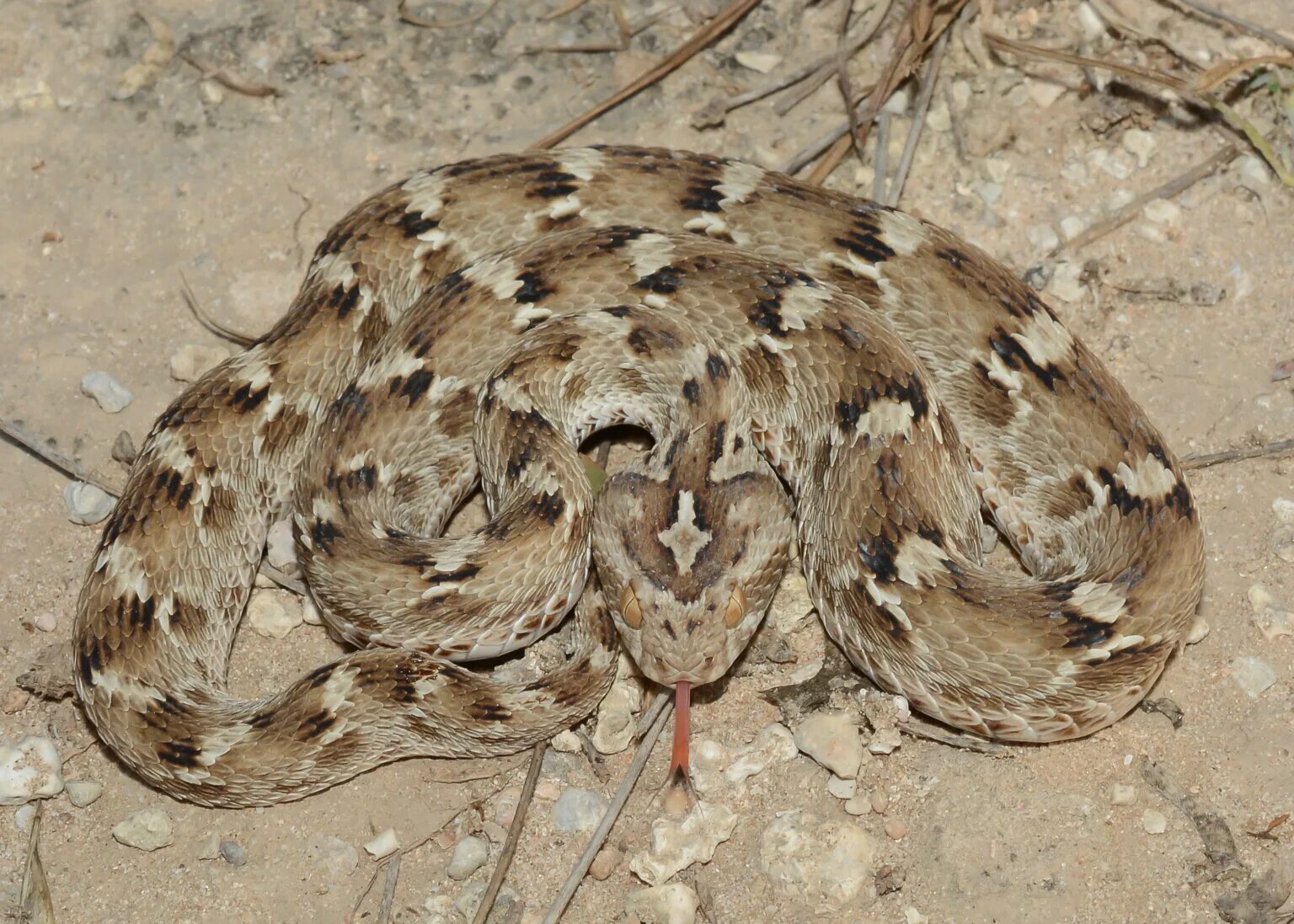 Эфа змея. Эфа это. Ядовитая змея песчаная эфа. Пестрая эфа (echis coloratus). Песчаная эфа.