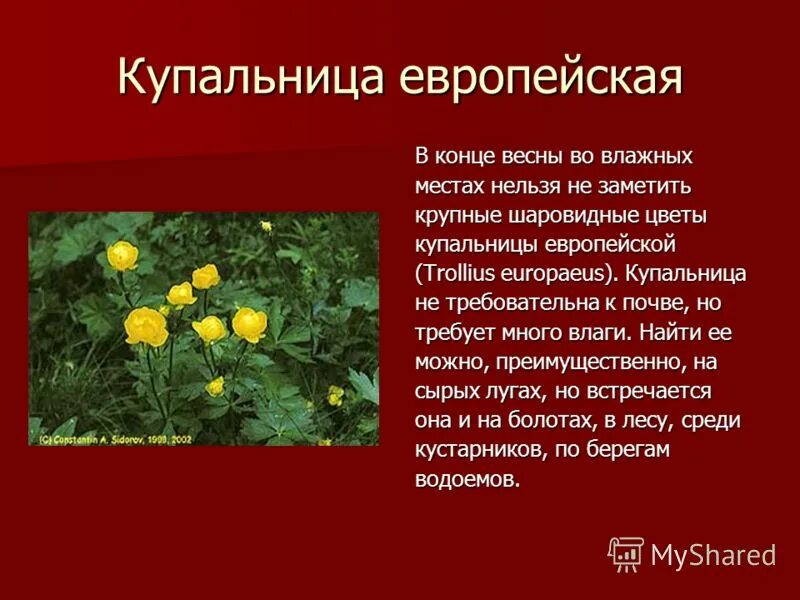 Красная книга удмуртии животные. Купальница европейская в Удмуртии. Купальница европейская красная книга России. Купальница европейская в Кировской области.