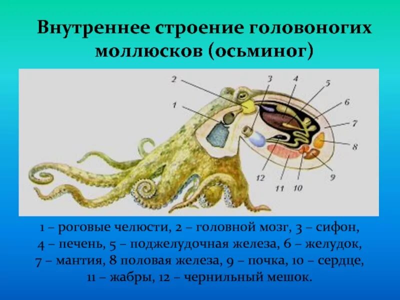 Моллюски внутренний скелет. Внутреннее строение головоногих моллюсков. Внешнее строение головоногих моллюсков. Класс головоногие моллюски строение. Пищеварительная система головоногих моллюсков схема.