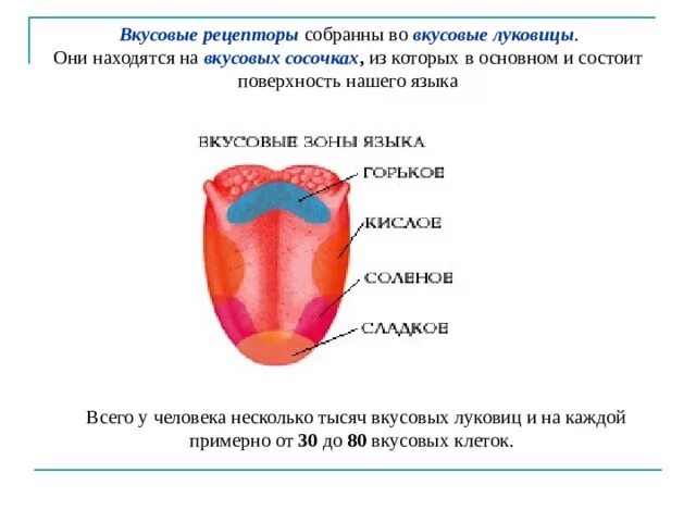 Органы чувств человека.