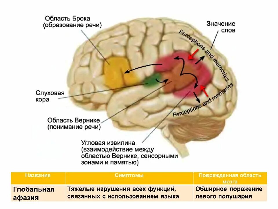 Сигнальная система головного мозга. Вторая сигнальная система расположение в мозге. Центры 2 сигнальной системы в коре головного мозга. 2 Сигнальная система центры Брока Вернике.