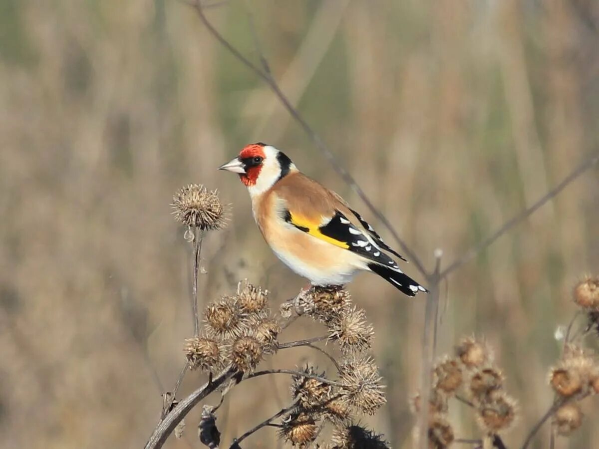 Щегол картинки. Черноголовый щегол. щегол (carduelis carduelis). черноголовый щегол птица. щегол обыкновенный (черноголовый).