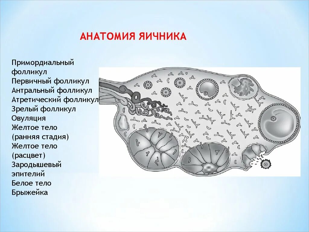 Строение яичника анатомия. Атретические фолликулы яичника. Примордиальный фолликул. Примордиальный фолликул яичника. Взаимосвязь яичника