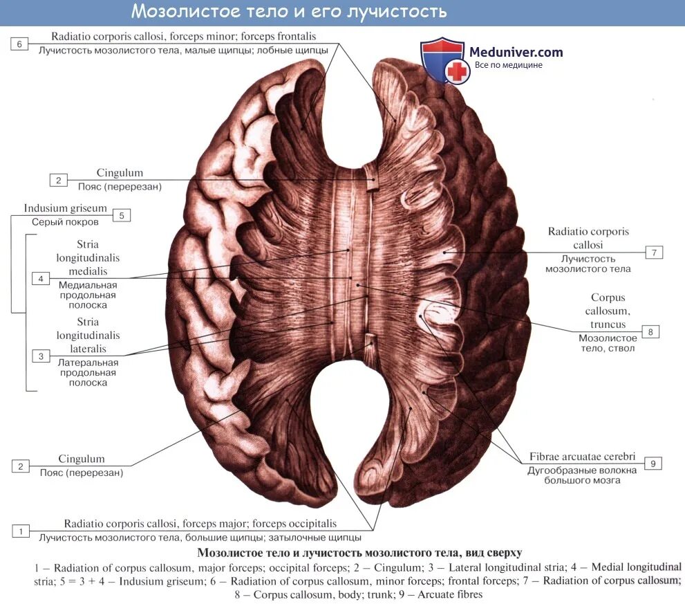 Пластина мозга. Свод мозга строение анатомия. Строение мозолистого тела головного мозга. Терминальная пластинка мозолистого тела. Мозолистое тело мозга строение.