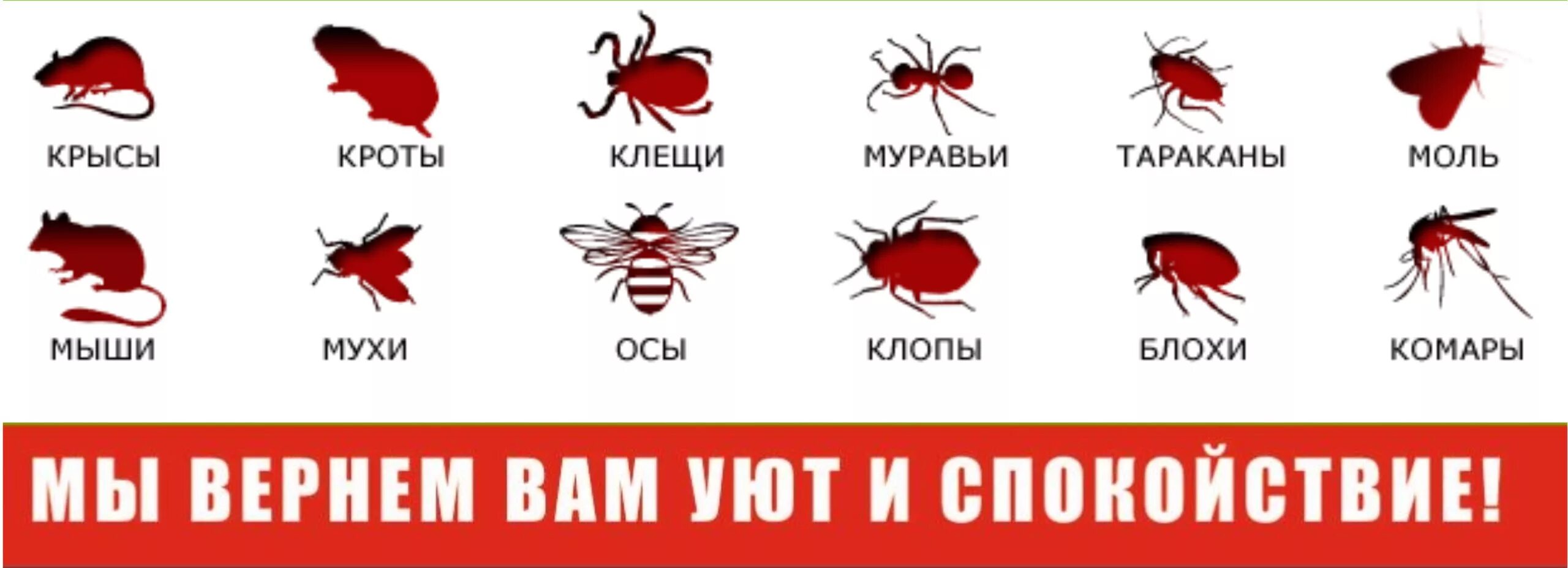 Мыши мухи. Вредные насекомые и Грызуны. Уничтожение клопов, тараканов, муравьев, клещей, комаров. Уничтожение мух и тараканов.