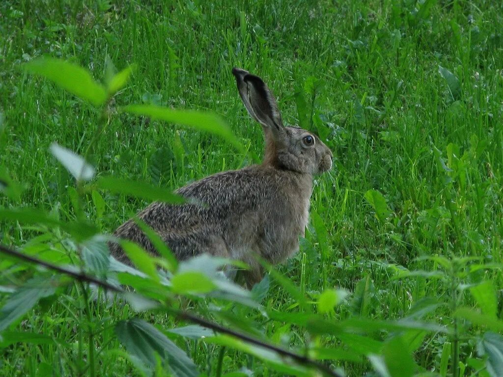 заяц территория. заяц территория. заяц-русак. заяц русак заяц русак. чернохвостый заяц в сонора.