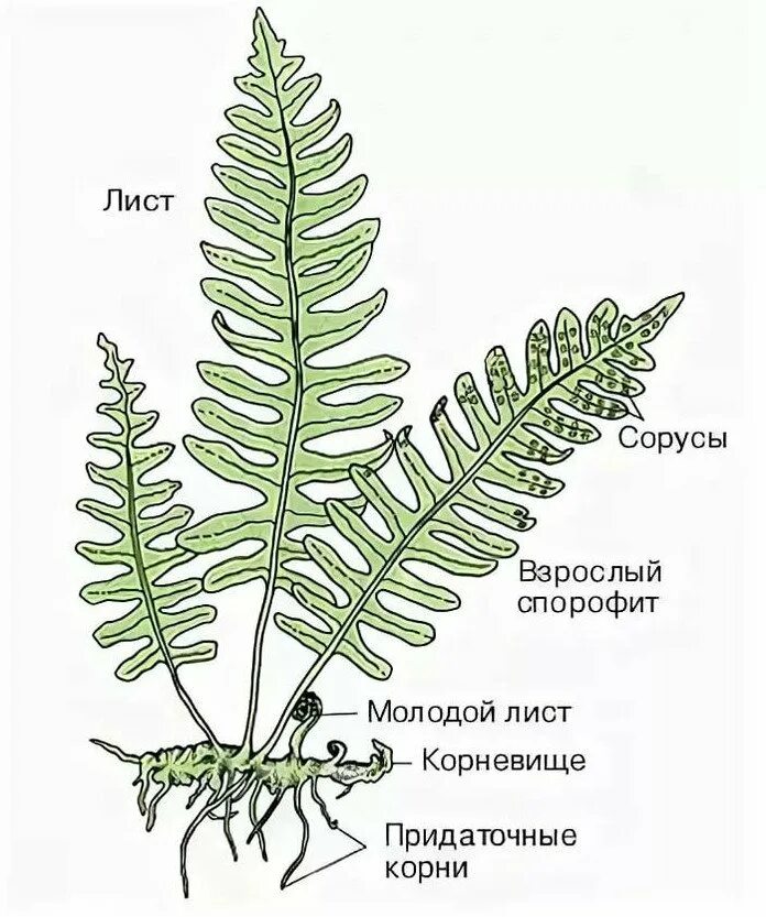 Сегмент листа
