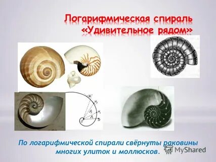 Свернутая спираль