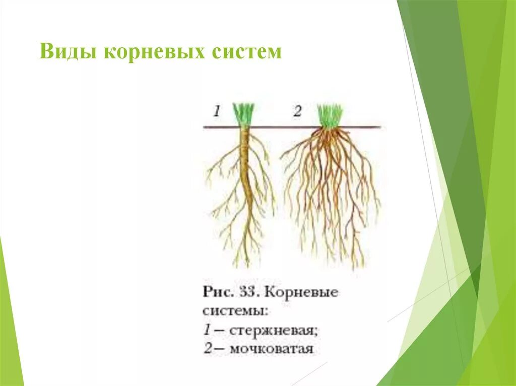 Сложная корневая система. Строение мочковатой корневой системы. Типы корневых систем стержневая и мочковатая. Схема стержневой и мочковатой корневых систем. Типы корневых систем гоморизная.