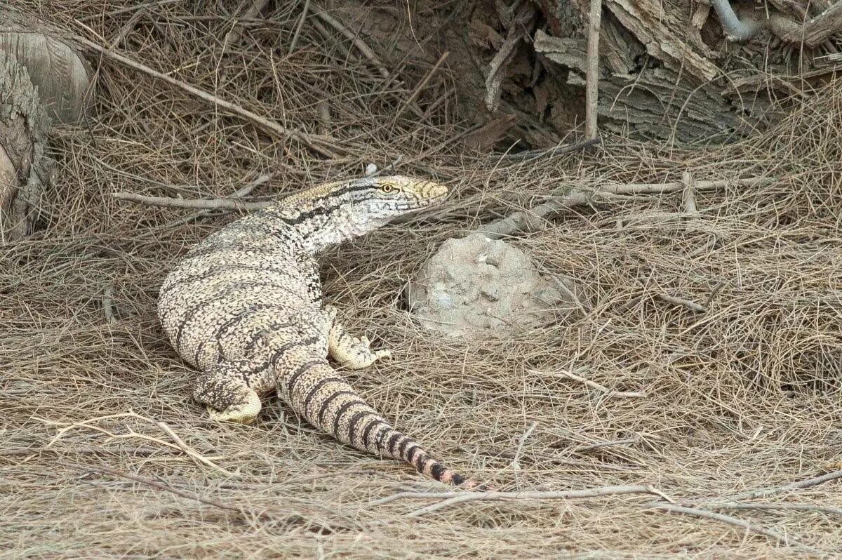 Капыч варан. Ящерица варан капский. Агама среднеазиатская. Степной варан. Varanus albigularis.