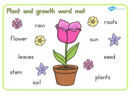 Plants vocabulary