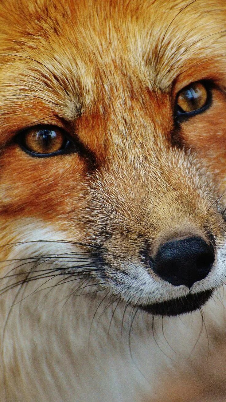 Fox Eyes - Algonquin Park Up imagenes, Foto, Descargar fotos
