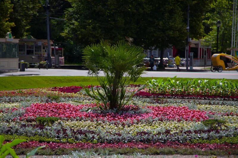 Flower club. Сокольники парк Центральная клумба. Парк Сокольники цветники. Клумба Москва Сокольники. Парк Горького цветники Центральная аллея.