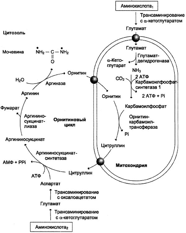 Цикл кребса в митохондриях. Схема синтеза мочевины орнитиновый цикл. Цикл мочевины схема. Синтез мочевины (орнитиновый цикл) в организме. Схема орнитинового цикла мочевины.