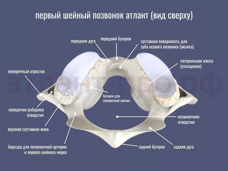 Первый позвонок атлант вправление. Позвонок атлант смещение. 1 шейный позвонок атлант строение. Атлант сустав шейный. Второй шейный позвонок атлант строение.