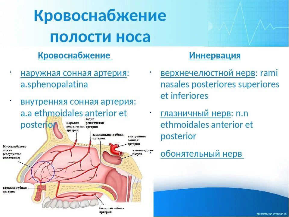 Отделы слизистой оболочки носа. Кровоснабжение слизистой оболочки носовой полости. Кровоснабжение наружного носа и носовой полости. Кровоснабжение иннервация слизистой носовой полости. Слизистая оболочка носа анатомия.