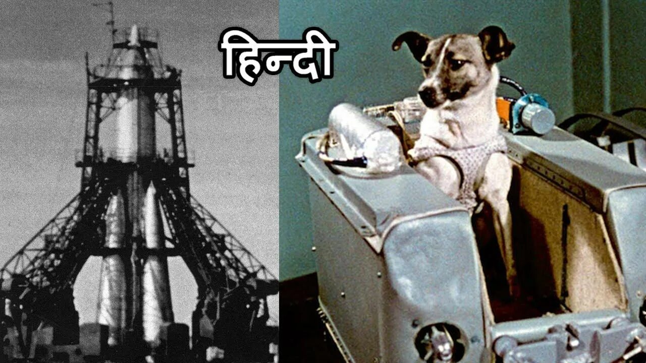Как звали первую собаку побывавшую в космосе. Собака лайка в космосе. Лайка в космосе фото. Видео про лайку в космосе.