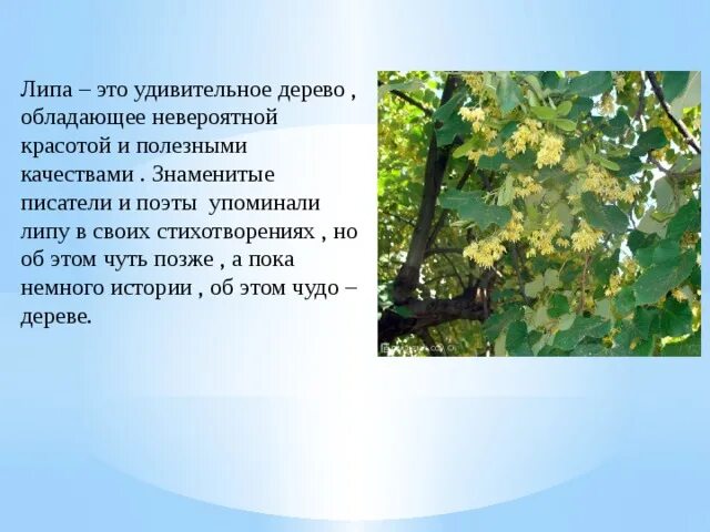 Липа древнейшая спутница города. Липа дерево описание. Липа 2 класс. Липа удивительное дерево. Липа краткое описание.