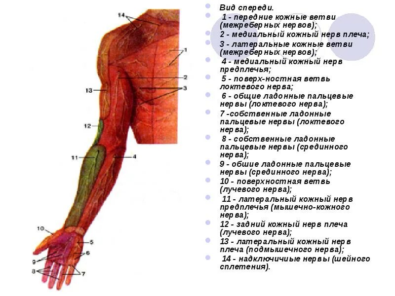 Кожно нервные. Задний латеральный кожный нерв плеча. Медиальный кожный нерв предпрелчь. Латеральный кожный нерв предплечья. Медиальный кожный нерв плеча.