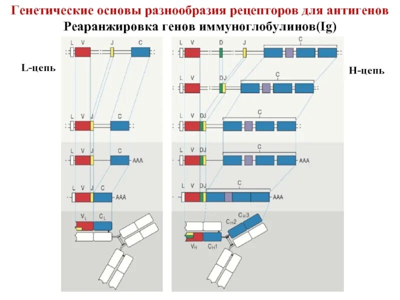 Гены иммуноглобулинов. Механизмы генетического разнообразия антител. Строение генов, кодирующих цепи иммуноглобулинов. Механизмы формирования многообразия антител. Строение генов иммуноглобулинов.