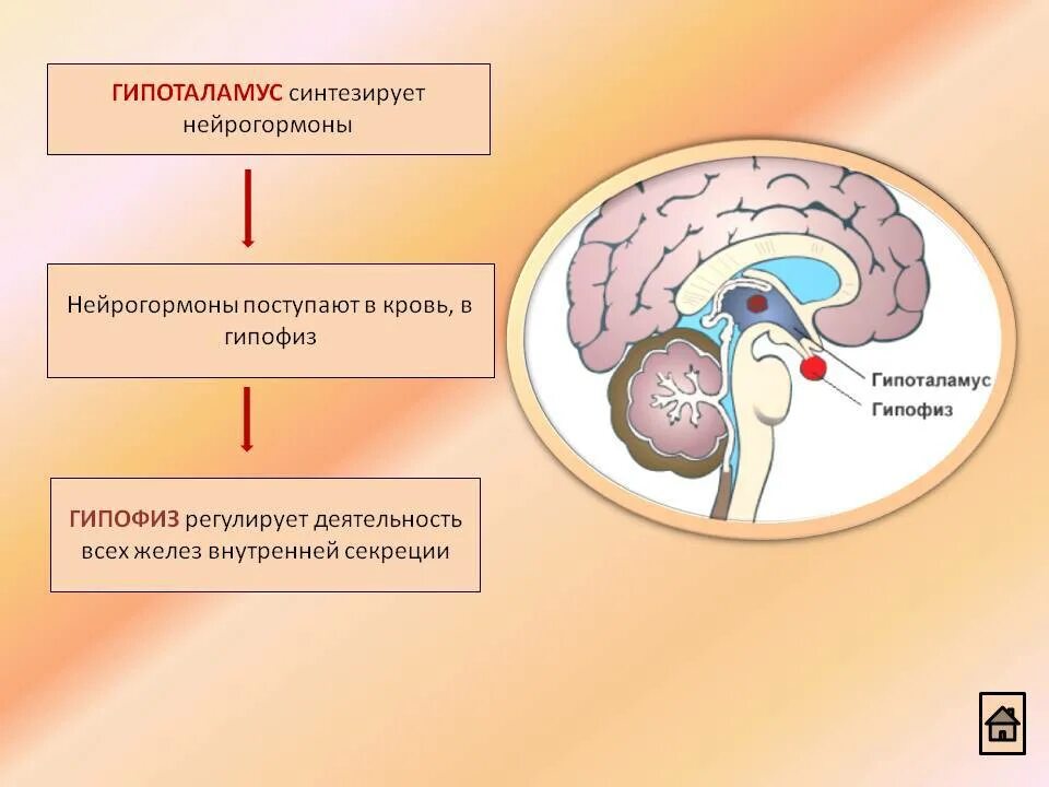 Какой гормон головной мозг. Таламус гипоталамус эпифиз. Гипофиз и таламус. Гипоталамус гипофиз ЕГЭ. Гормоны промежуточного мозга.