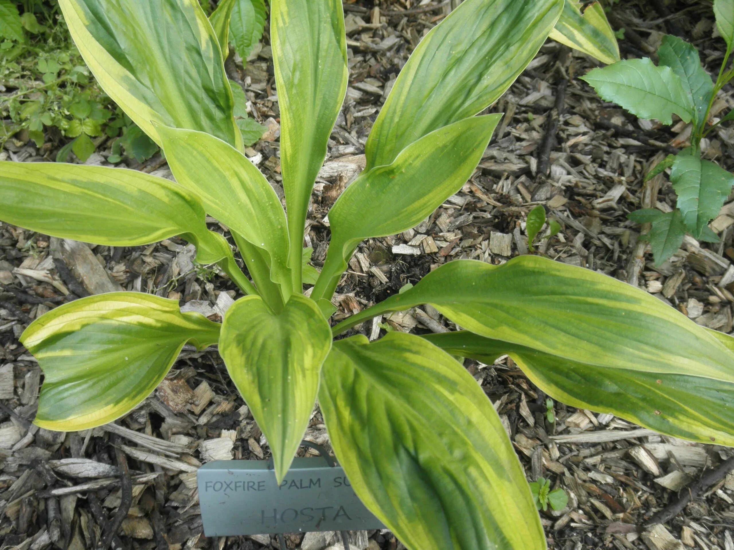 Хоста фокс пальм сандей. Хоста айвори коаст. Хоста foxfire palm. Хоста foxfire palm sunday. Хоста фоксфайр палм.