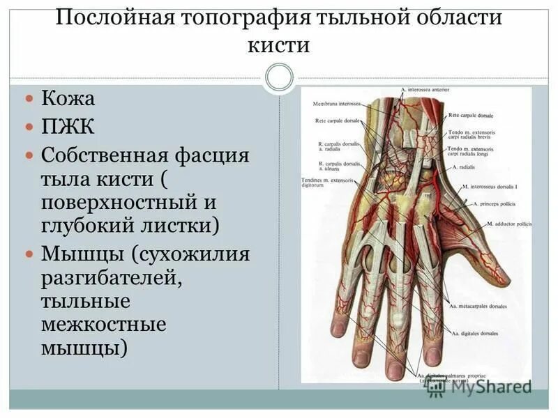 кожа тыла кисти. анатомия лучезапястного сустава топография. кожу тыла кисти иннервирует нерв. иннервация тыла кисти. кожа тыла кисти.