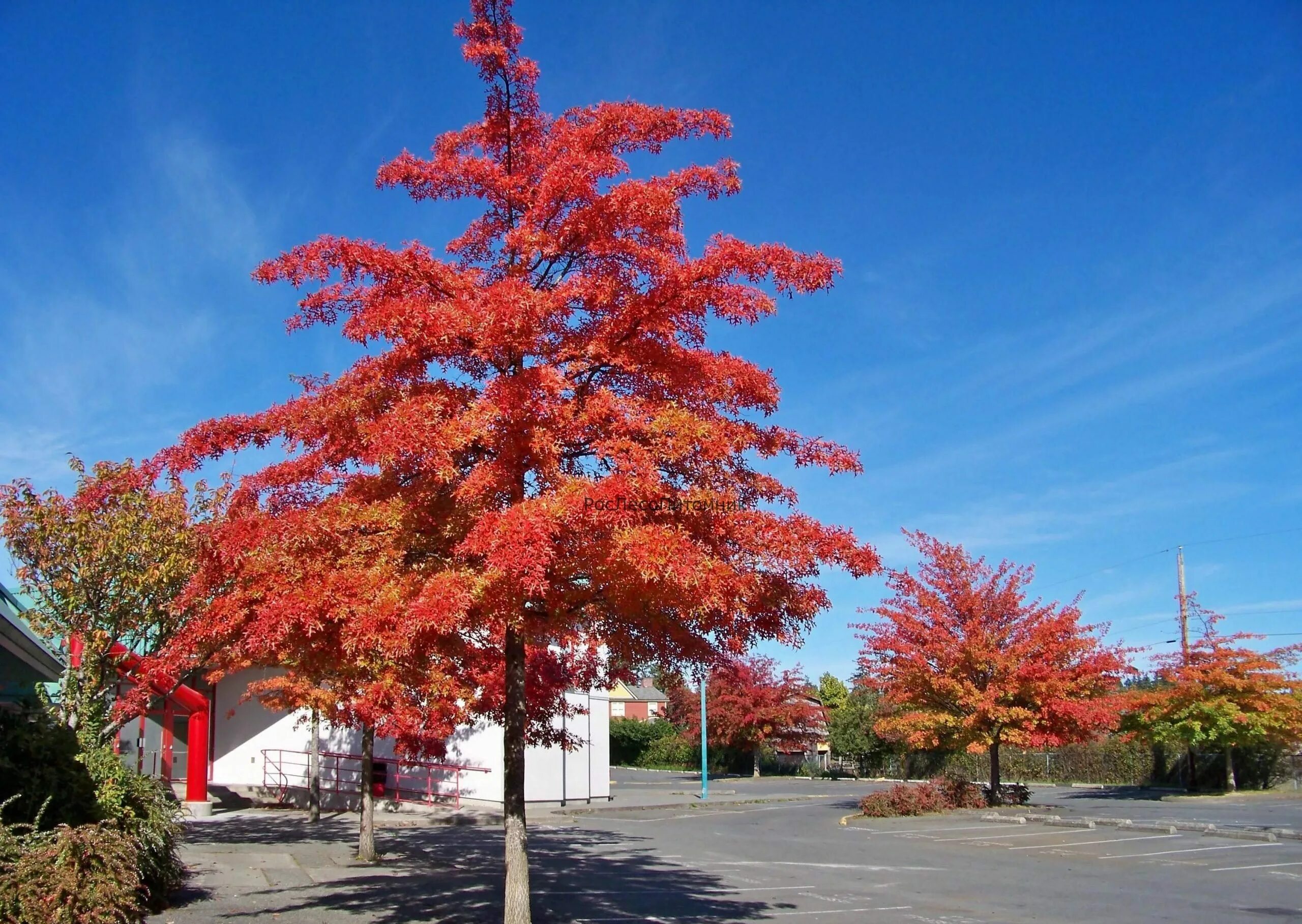 Дуб красный Quercus rubra. Дуб шарлаховый Quercus coccinea. Дуб шарлаховый Скарлет. Дуб канадский краснолистный. Красные деревья названия и фото