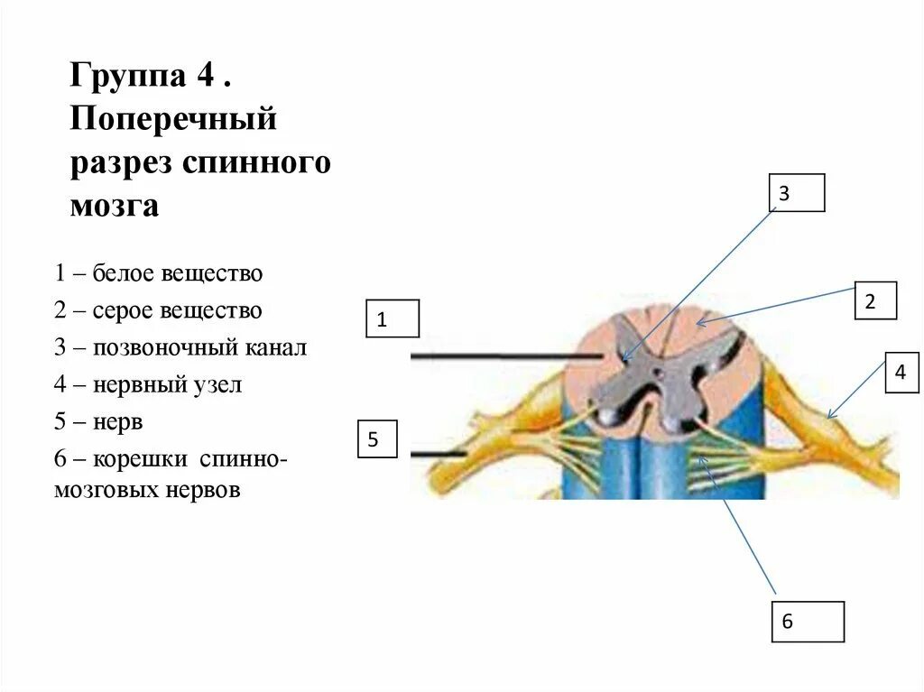 Нервная система схема спинного мозга. Схема внутреннего строения спинного мозга анатомия. Изучение строения и функции спинного мозга. Анатомическое строение сегмента спинного мозга.