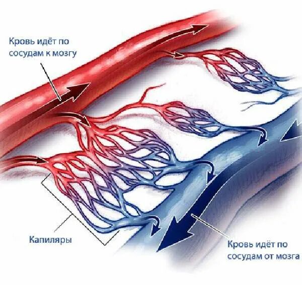 Артерии сосуды капилляры. Строение артерий вен и капилляров. Капилляры анатомия. Капеляр