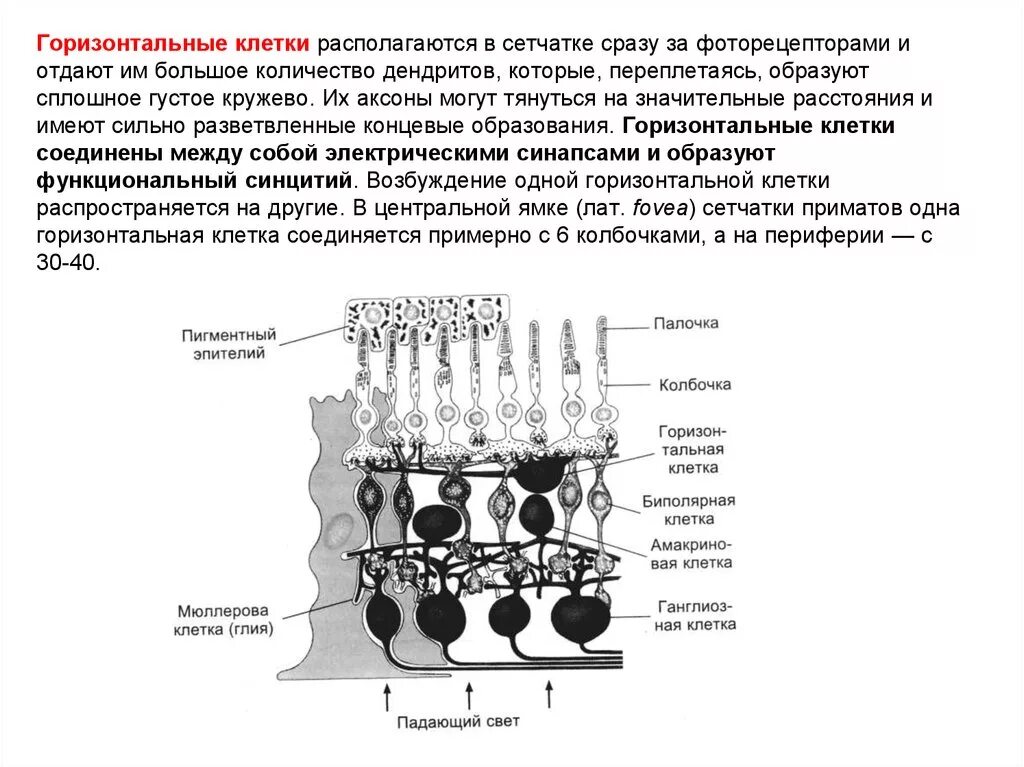 Сетчатка тело функции. Амакриновые и горизонтальные клетки сетчатки. Горизонтальные клетки сетчатки функции. Функции горизонтальных нейронов сетчатки. Горизонтальные клетки сетчатки строение и функции.