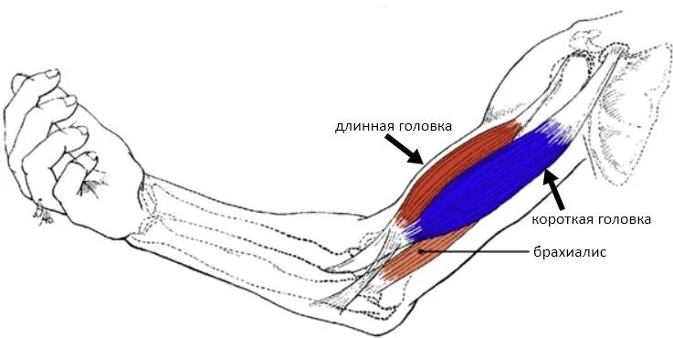 Мышцы человека бицепс. Сухожилие двуглавой мышцы плеча анатомия. Двуглавая мышца бицепса. Длинная головка двуглавой мышцы плеча анатомия. Бицепс плеча анатомия мышцы.