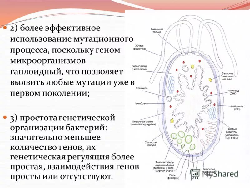 Три организма относящиеся к бактериям