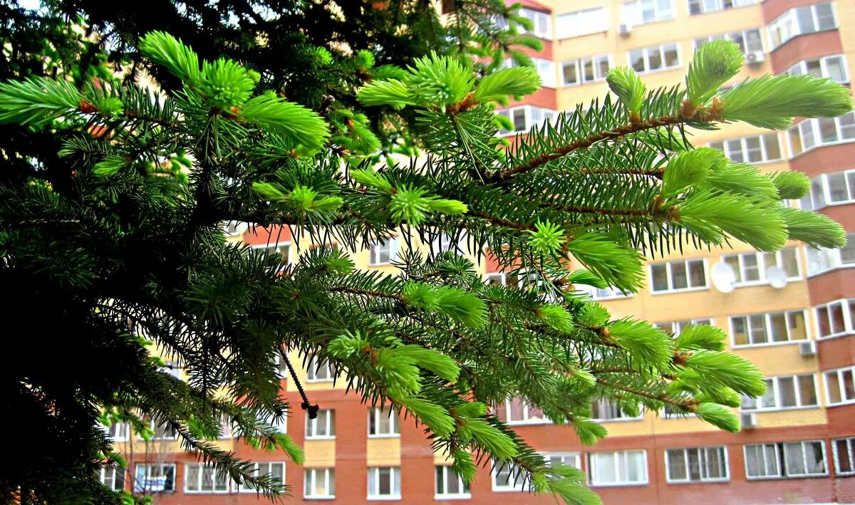 искусственная ель merry green qpd/180 пвх 180 см. лиственница крымская. ели крыма. ели крыма. пихта ливанский кедр.