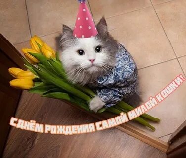 Видео с днем рождения с котами