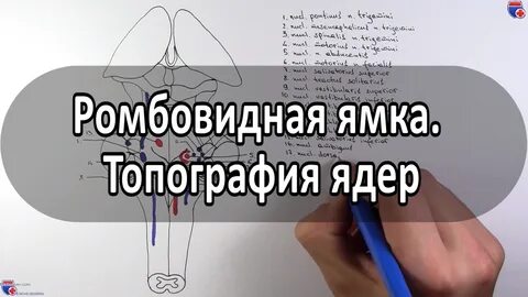 Ромбовидная ямка ядра черепных