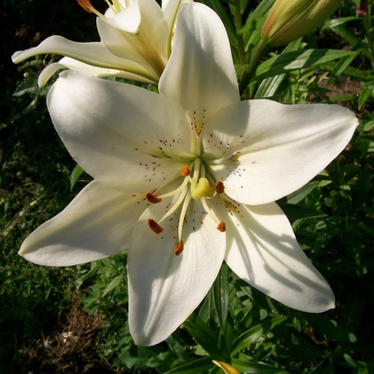 лилии недорого луковицы. лилия курьер ла-гибрид. восточные гибриды лилий. лилия пирамидальная луковица. )).