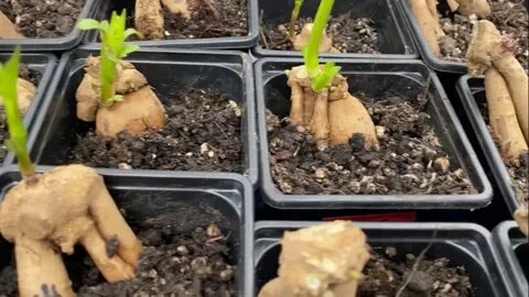 Посадка георгинов клубнями весной в горшки проращивание