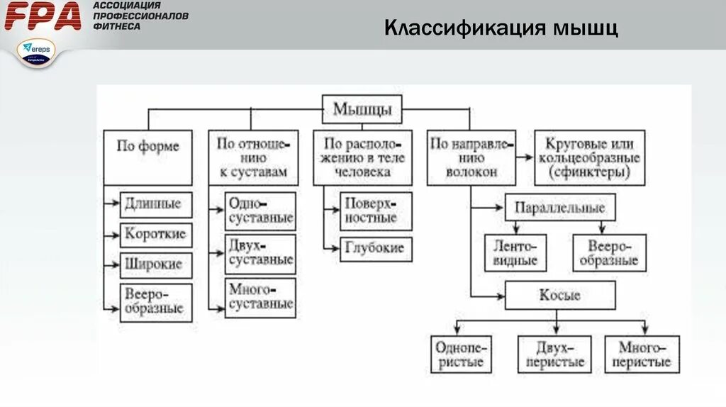 Классификация скелетных мышц схема. Классификация мышц по строению таблица. Классификация мышц по форме, по функциям, по отношению к суставам.. Классификации мышц по форме функции расположению. Распределите мышцы по группам