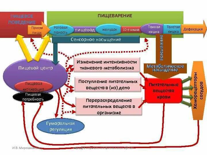 Механизм формирования сенсорного насыщения. Физиологические механизмы насыщения.. Функциональная схема пищеварения. Центр голода и насыщения физиология.