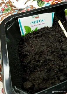 Как сажать мяту семенами